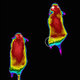 Illustration for article titled These Mice on a Treadmill Show Weight Loss Drugs in Action